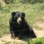 rescued sloth bear at wildlife sos india